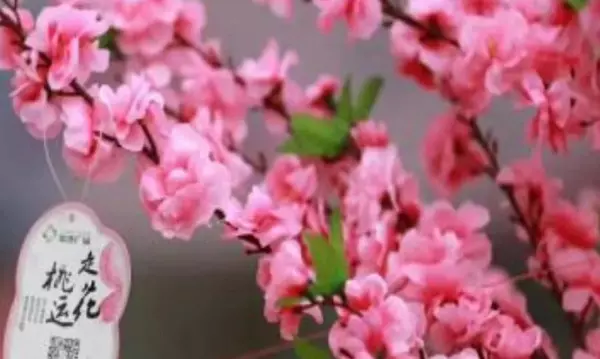 形容一个人桃花运不好的算命术语有哪些句子(9)