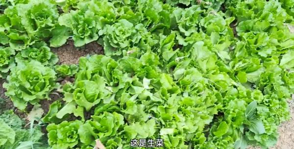 女人梦到和外婆挖土豆什么意思呀周公解梦(2)