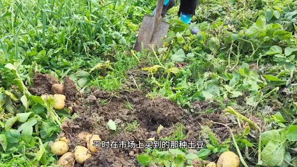 女人梦到和外婆挖土豆什么意思呀周公解梦(3)
