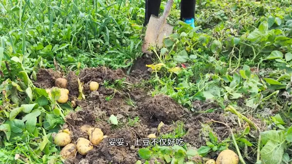 女人梦到和外婆挖土豆什么意思呀周公解梦(4)