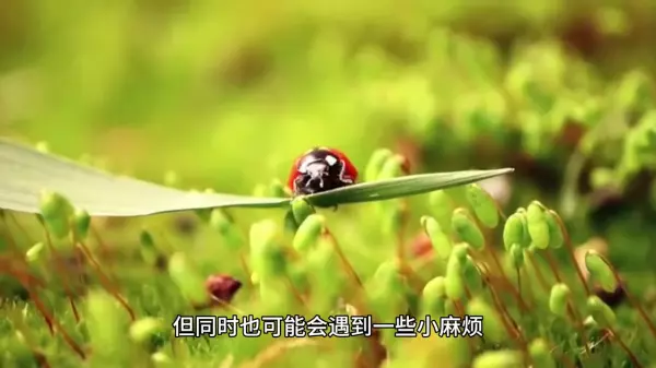 梦见世界爆发寄生虫预示什么周公解梦(2)