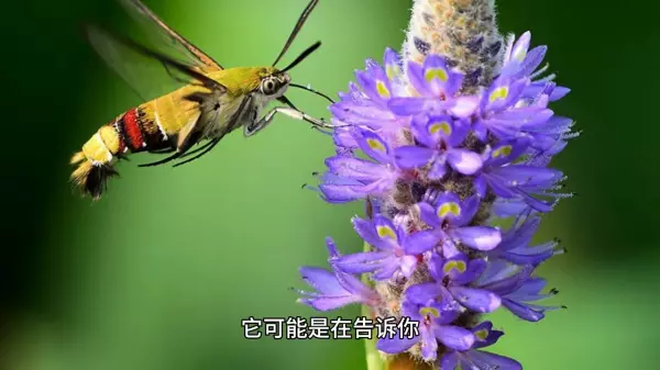 梦见世界爆发寄生虫预示什么周公解梦(4)