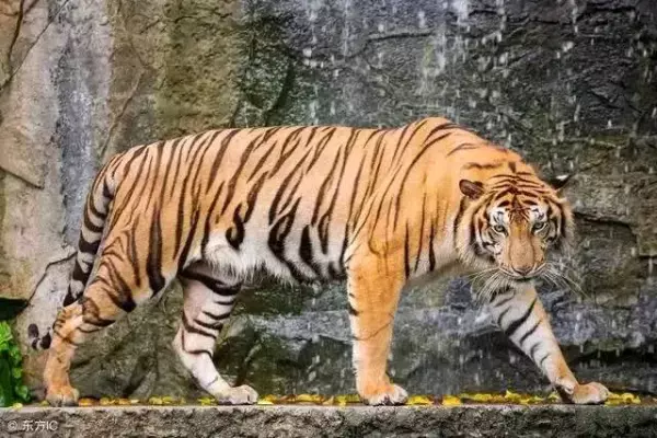 2022年生肖虎男孩未时出生的命运详解(6)