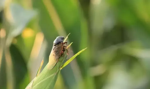 形容盛夏蝉鸣的优美诗词(2)