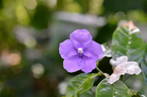 梦见两只黄蜂是什么预兆周公解梦梦见蛇咬自己(1)