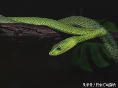 梦见摘枣子吃是啥意思啊周公解梦(2)