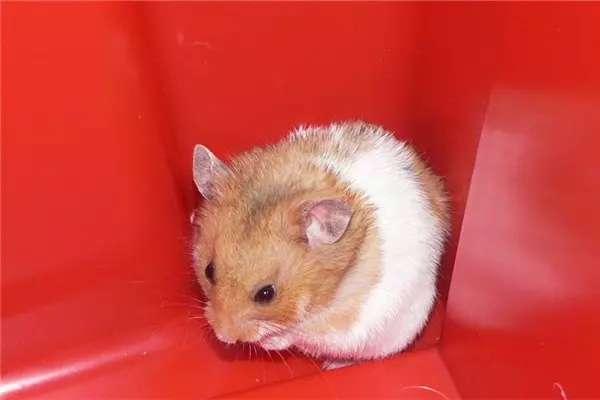 84年属鼠女8月份事业运势怎么样呢(1)