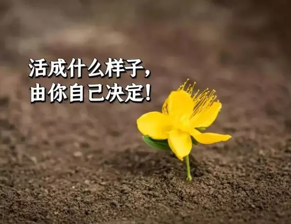 黄伊娜名字的含义(2)