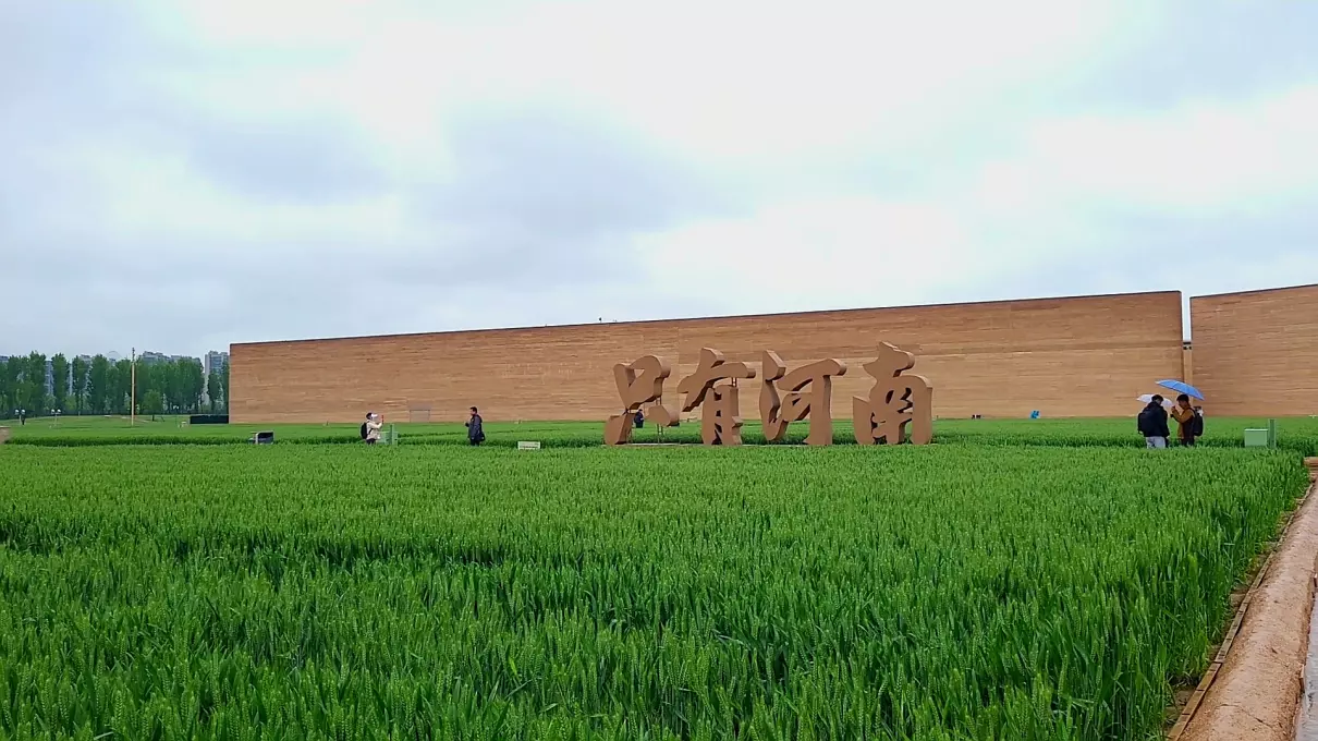 梦见麦田里流水是什么意思(1)