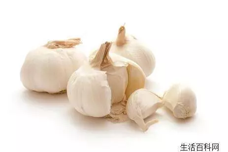 大蒜刚长出来就逃不过被吃的命运(1)
