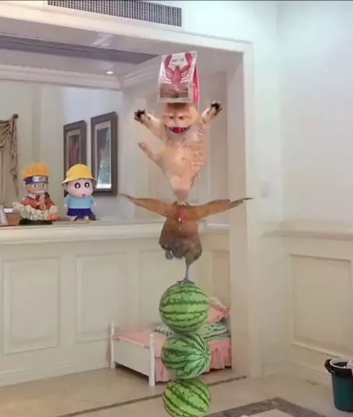 妈妈怀孕了,不知道我要当哥哥还是姐姐(30)