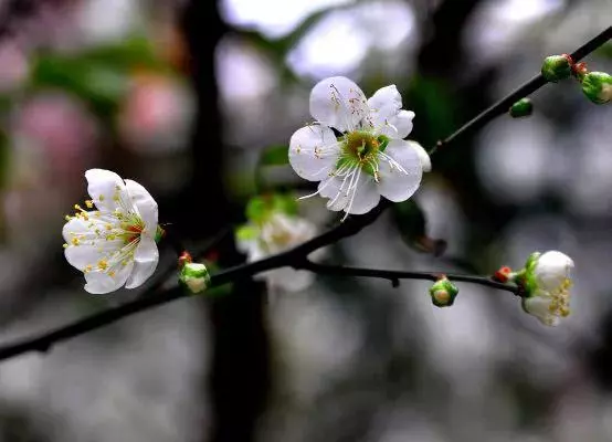 梦见坟墓开花是什么预兆呢周公解梦(6)