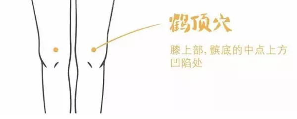 鹤顶的准确位置图作用功效(5)