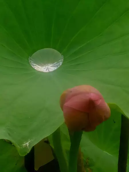 清晨露水是什么意思(1)