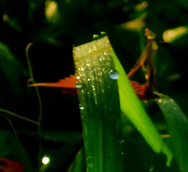 清晨露水是什么意思(3)