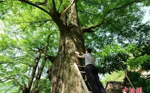 椐树是什么形状(4)
