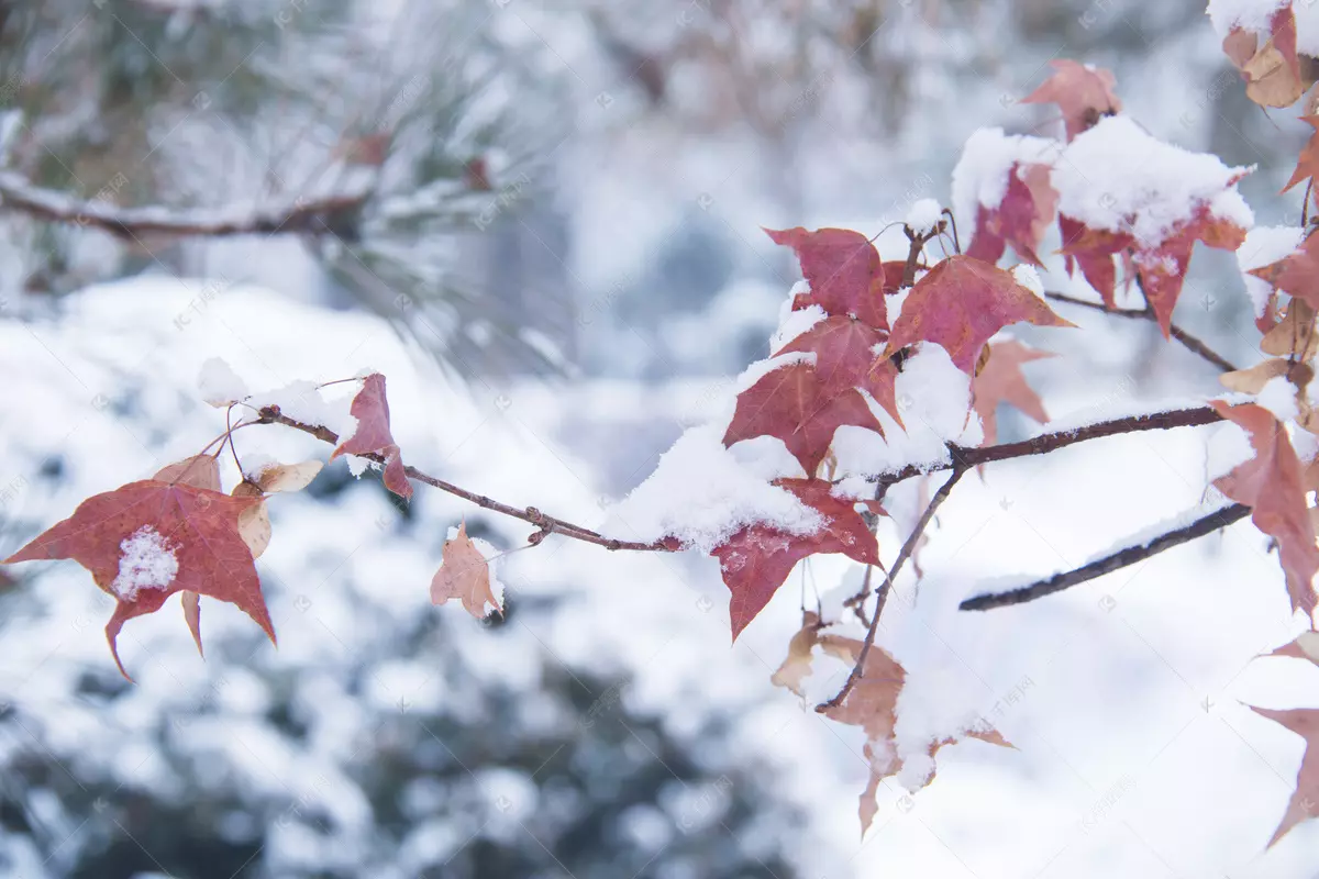 秋雪秋彤秋甜有啥区别(1)