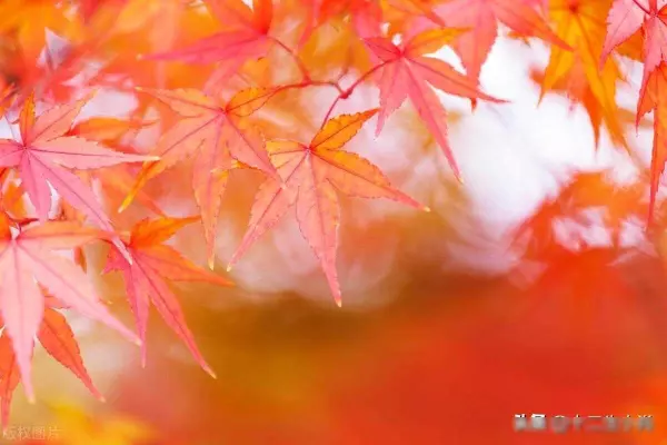 生肖蛇今日运势如何(3)