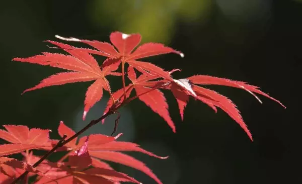 生肖蛇今日运势如何(4)