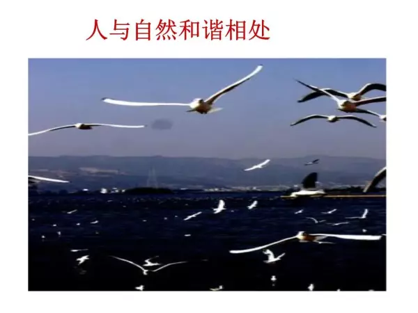 对人与自然命运共同体的看法和理解怎么写作文(1)
