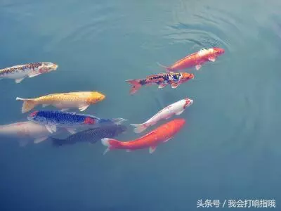 梦到我儿子吃鱼是什么兆头周公解梦(3)