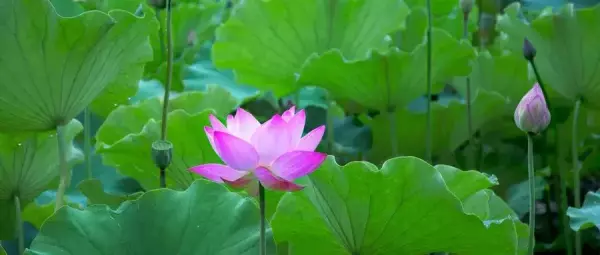 特别格局的八字必定有特殊的人生(2)