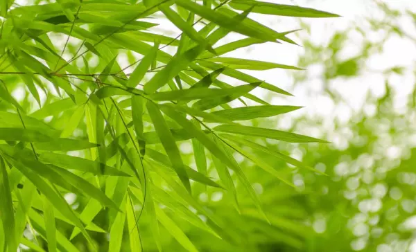 人生只能把命运掌握在自己手里的说说(3)