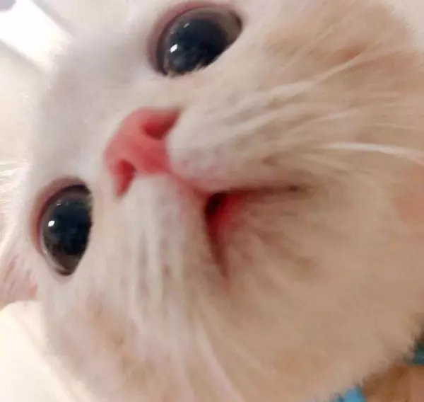 被命运的手扼住咽喉的猫咪表情包(1)