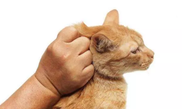 被命运的手扼住咽喉的猫咪表情包(4)