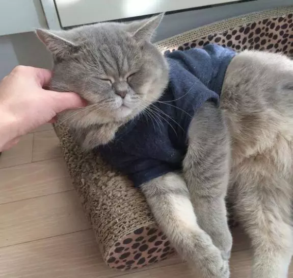 被命运的手扼住咽喉的猫咪表情包(5)