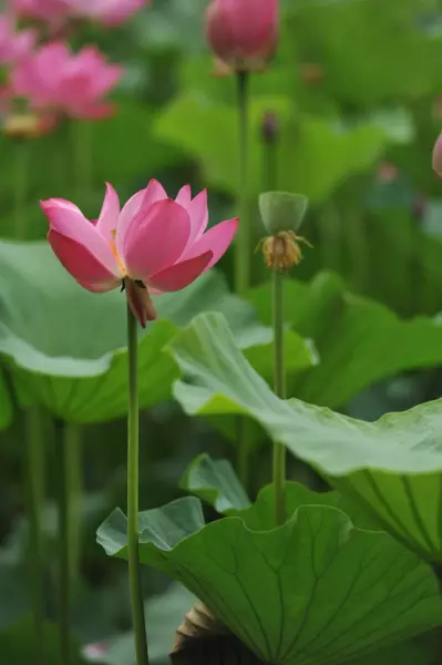 夏至什么时候日出什么时候日落(1)