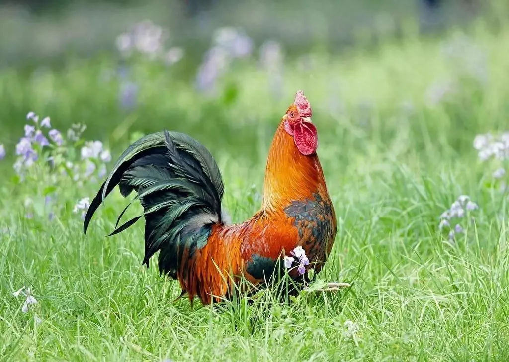 69年属鸡男在2023年来临之际运程如何(1)