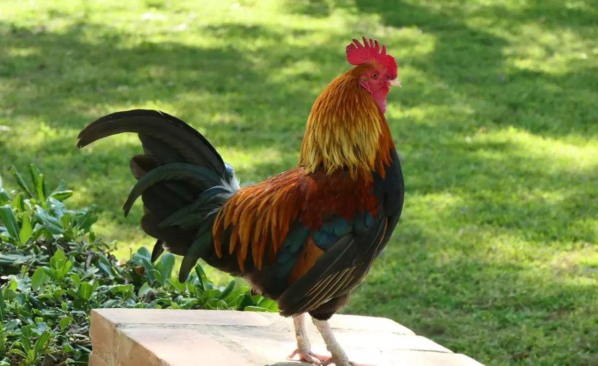 69年属鸡男在2023年来临之际运程如何(3)