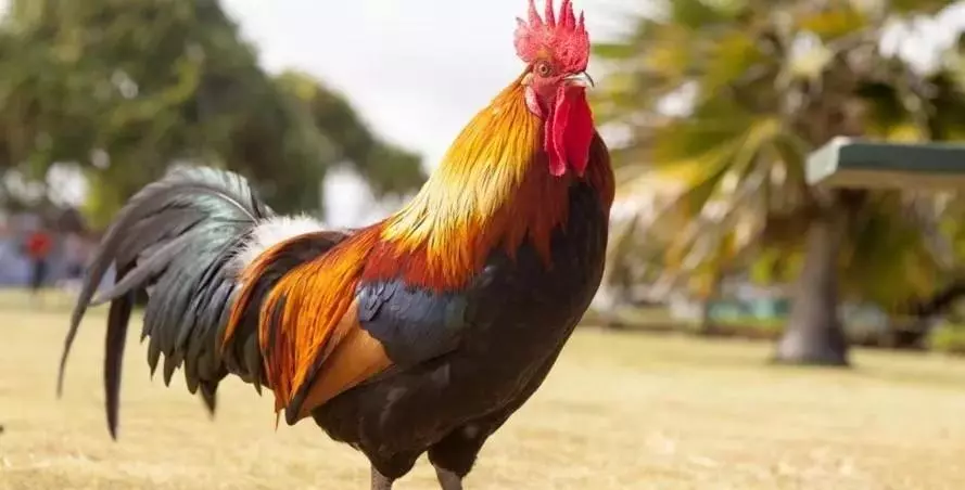 69年属鸡男在2023年来临之际运程如何(4)