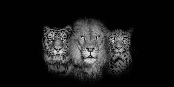 男的做梦梦到蛇好不好(8)