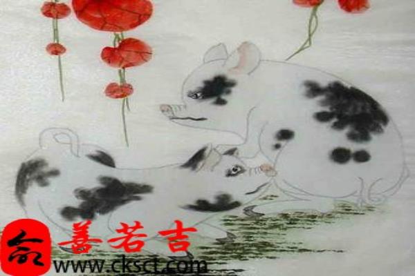 2027年生肖属猪的人运势如何呢女孩.