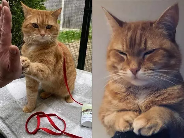流浪猫改变街头卖唱者命运的故事(7)