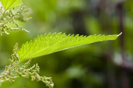 拈花惹草怎么读音是什么意思(7)