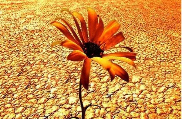 梦见蜘蛛是什么预兆 女性周公解梦(5)