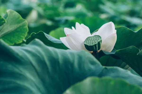 所有人的命运掌握在一个人手中什么意思啊(1)
