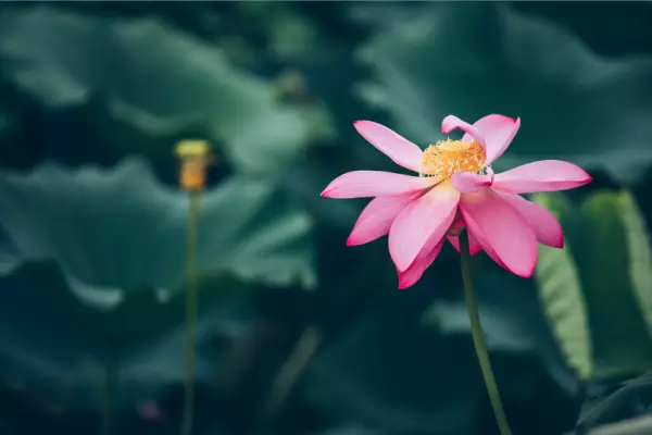 所有人的命运掌握在一个人手中什么意思啊(3)