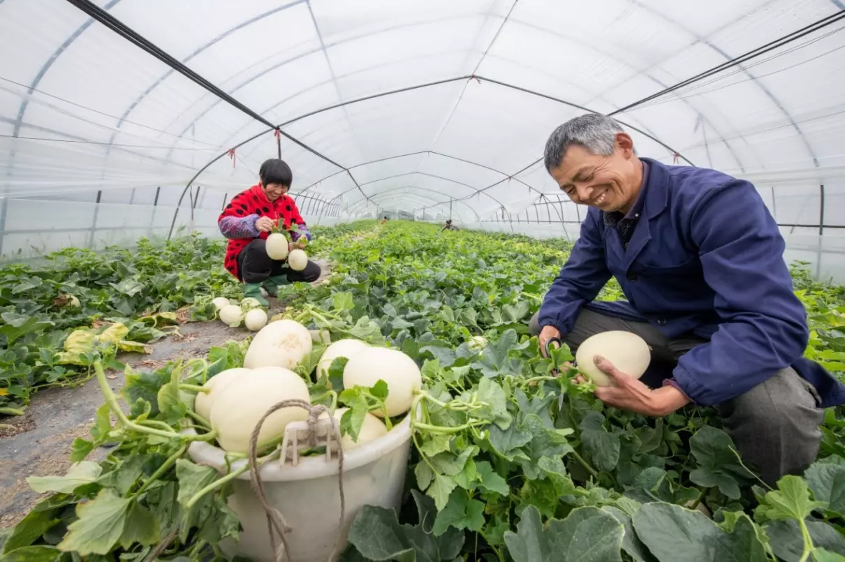 梦见很多瓜果熟透烂掉什么意思周公解梦(1)