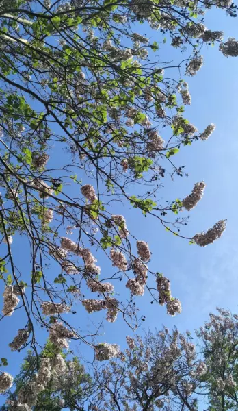 桐树花的作用与功效(1)