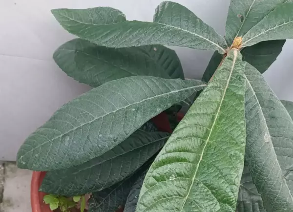撒贝宁如果命运是世界上最烂的编剧吗(3)