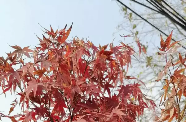 撒贝宁如果命运是世界上最烂的编剧吗(4)