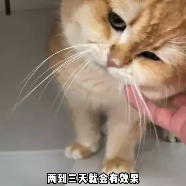 传福大师和441哪个效果好(2)