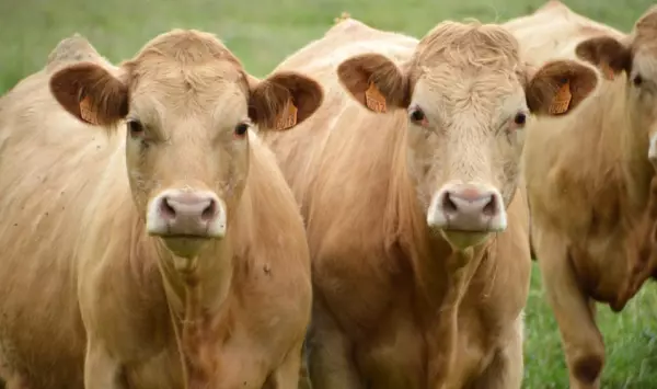 属牛的男宝宝12月出生好吗命运如何呢(2)