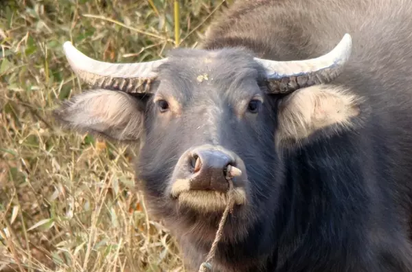 属牛的男宝宝12月出生好吗命运如何呢(3)