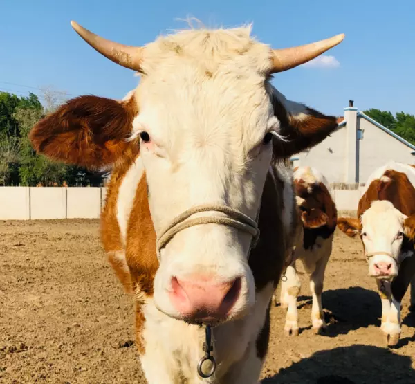 属牛的男宝宝12月出生好吗命运如何呢(5)