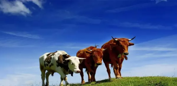 属牛的男宝宝12月出生好吗命运如何呢(6)